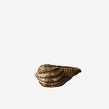 Cordelia Shell Bowl / Vase